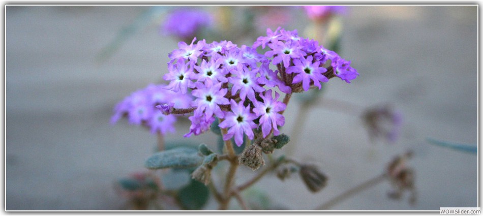 Abronia