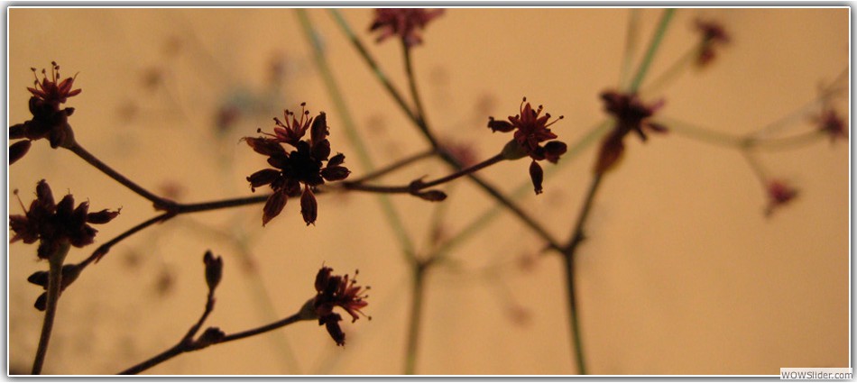 Eriogonum
